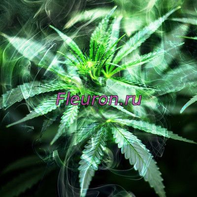 Парфюмерный лосьон Cannabis (конопля) 2696W/M