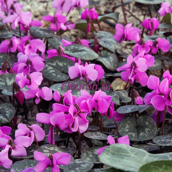 Кликните для увеличения изображения Цикламен Альдегид- Cyclamen aldehyde арт1974