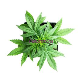 Отдушка Cannabis (конопля) арт2696