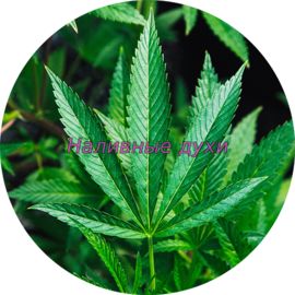 Духи наливные по мотиву Cannabis (Конопля) (Floressence)