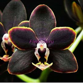 Отдушка Орхидея черная арт3430